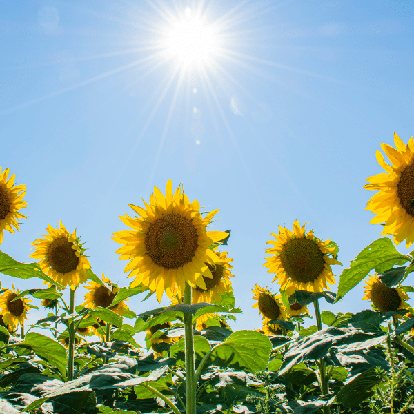 Where to retire with Warm weather Warm